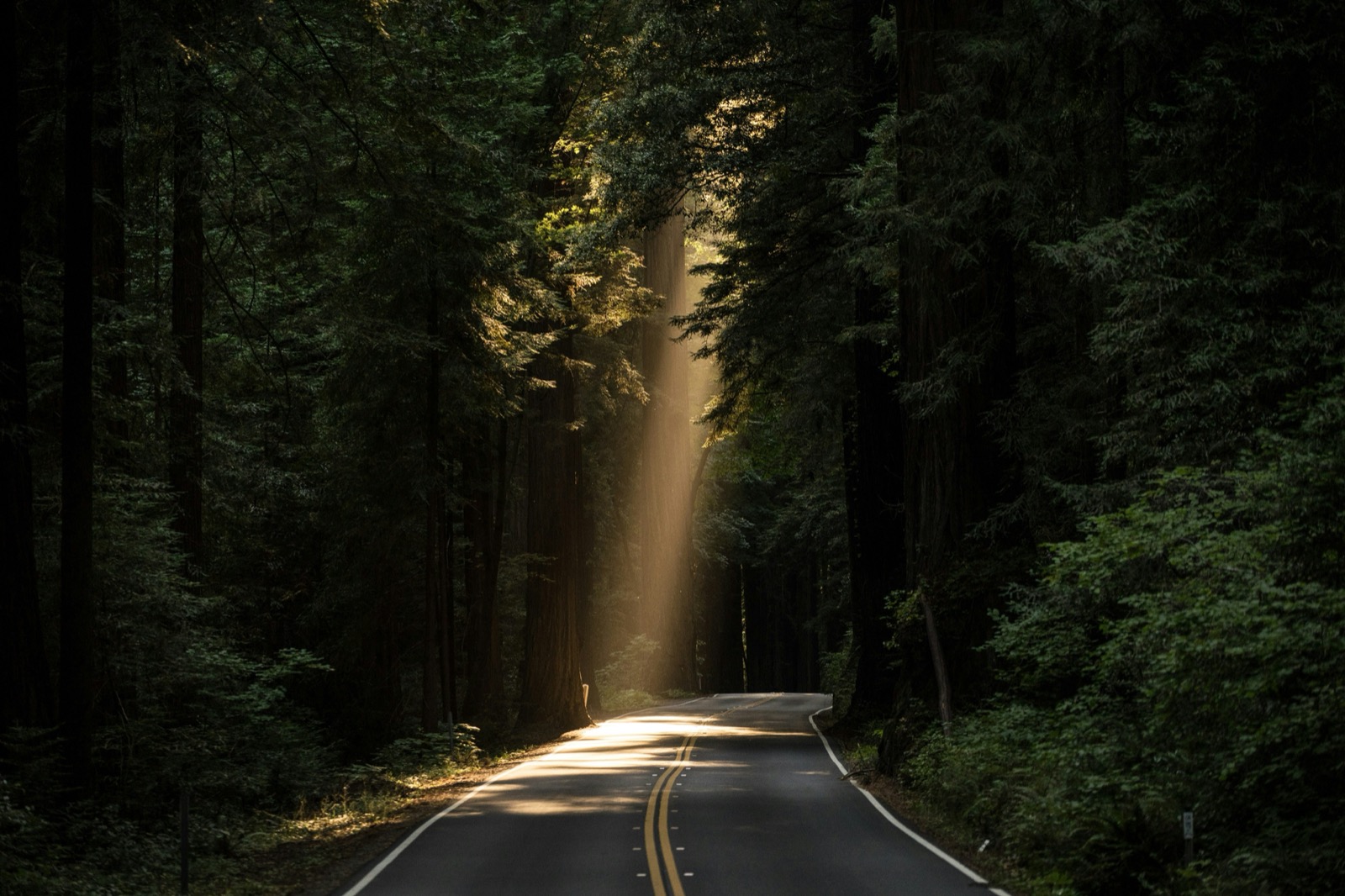 Sunlight breaking through tall redwood trees onto a forest road